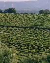 Casa Relvas, vineyards.webp