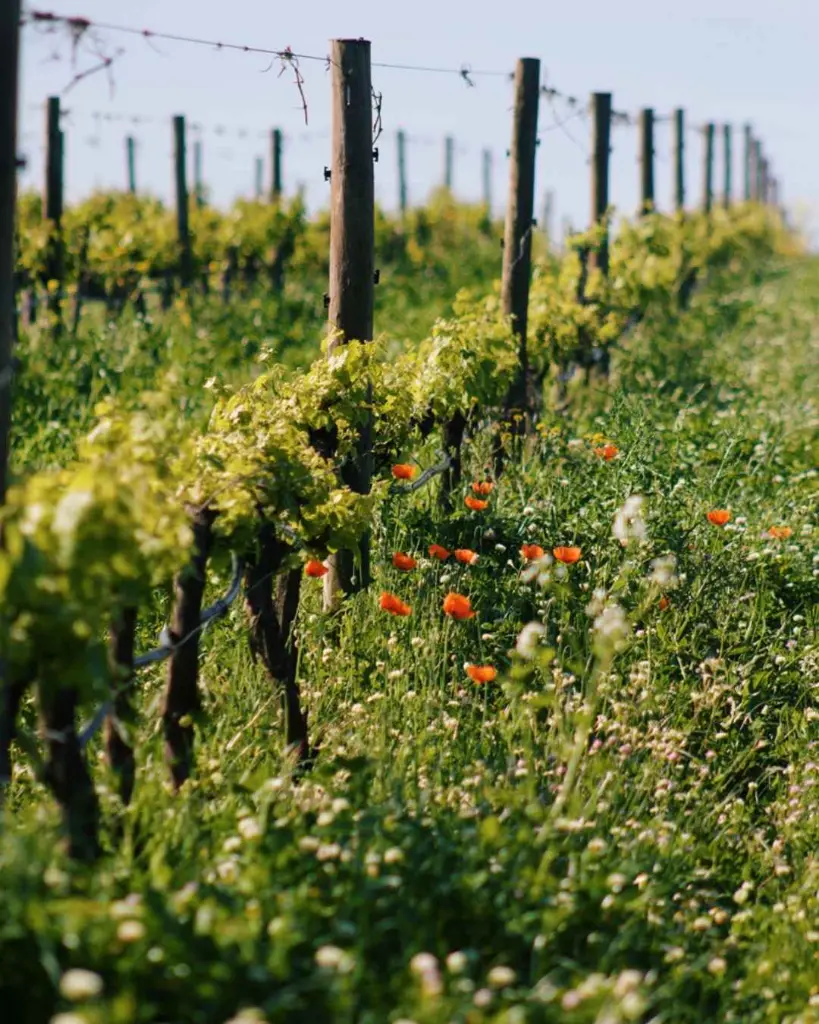 Casa Relvas, vineyard visit.webp