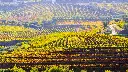 Uncharted Douro – Land Rover & Sail Edition tour vineyards.webp