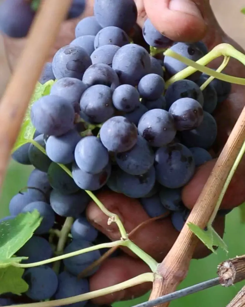 L’Amore grapes.webp