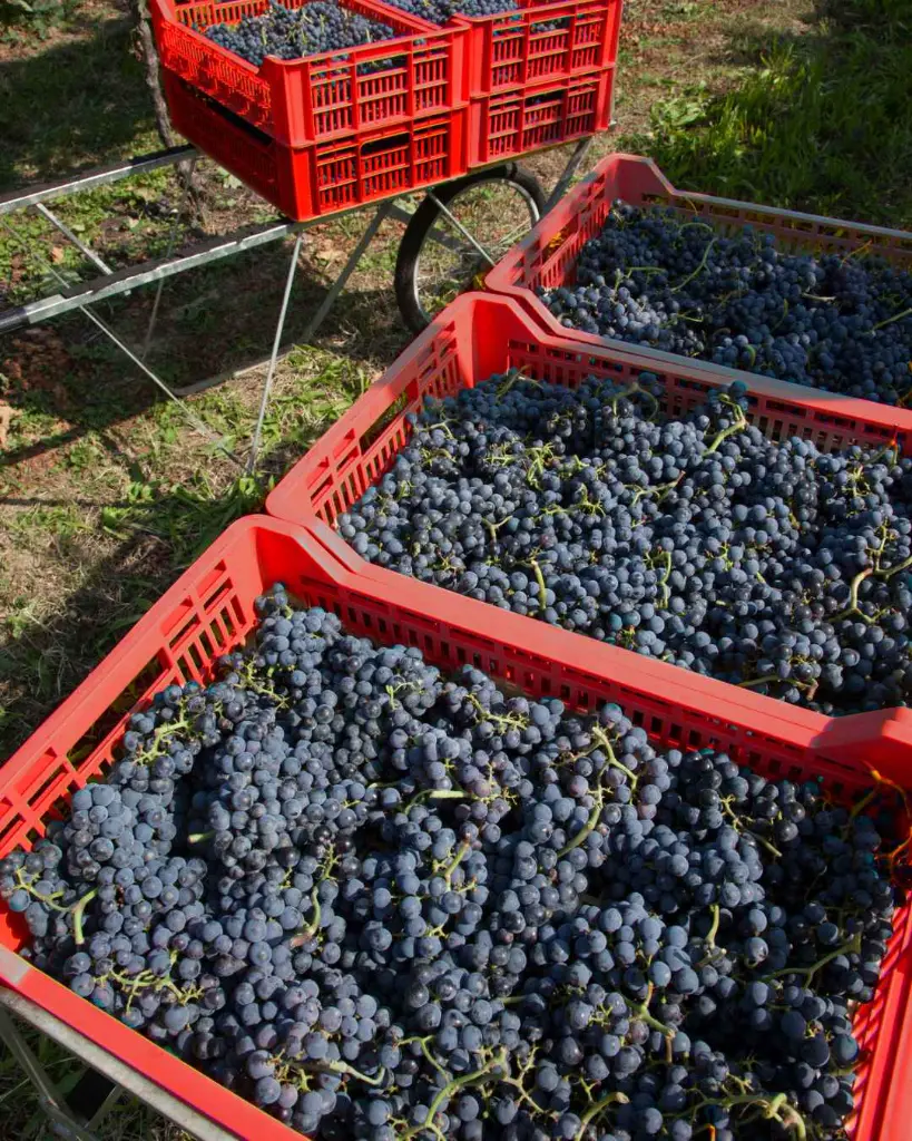 Rino Sartori experience Veneto grapes.webp