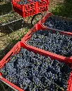 Rino Sartori experience Veneto grapes.webp