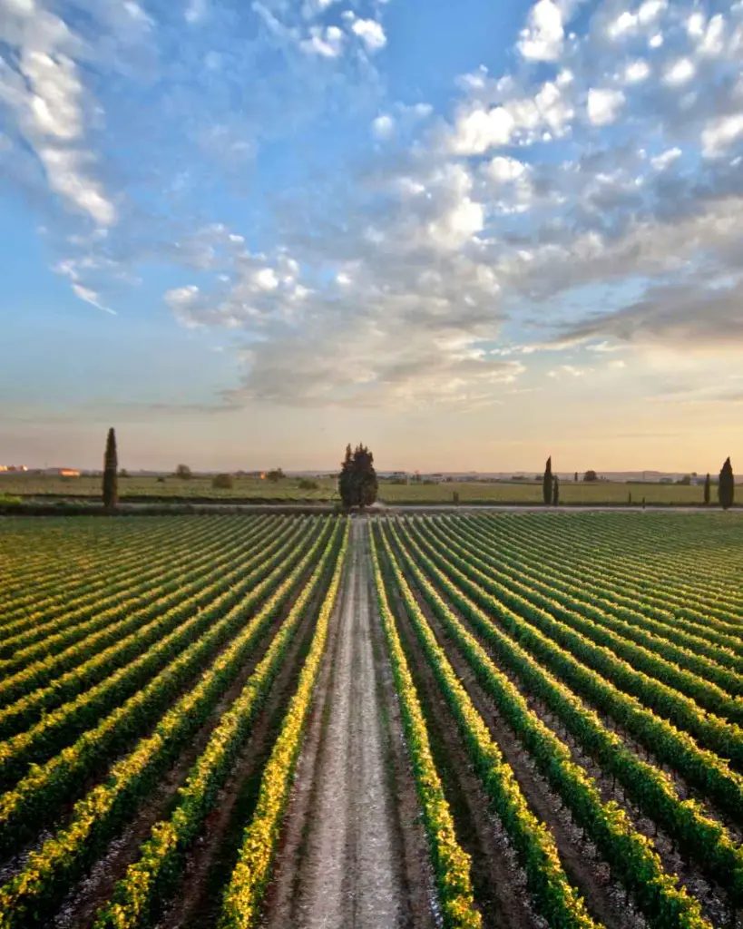 Rino Sartori experience and tasting vineyards view.webp