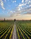 Rino Sartori experience and tasting vineyards view.webp