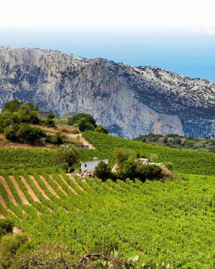 Cantina Berritta, vineyards.webp