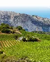 Cantina Berritta, vineyards.webp