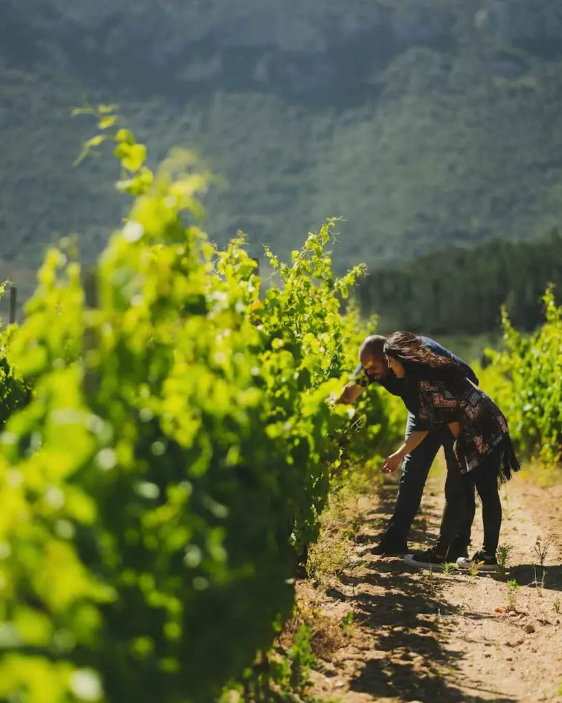 Cantina Berritta, vineyard walk.webp