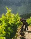Cantina Berritta, vineyard walk.webp
