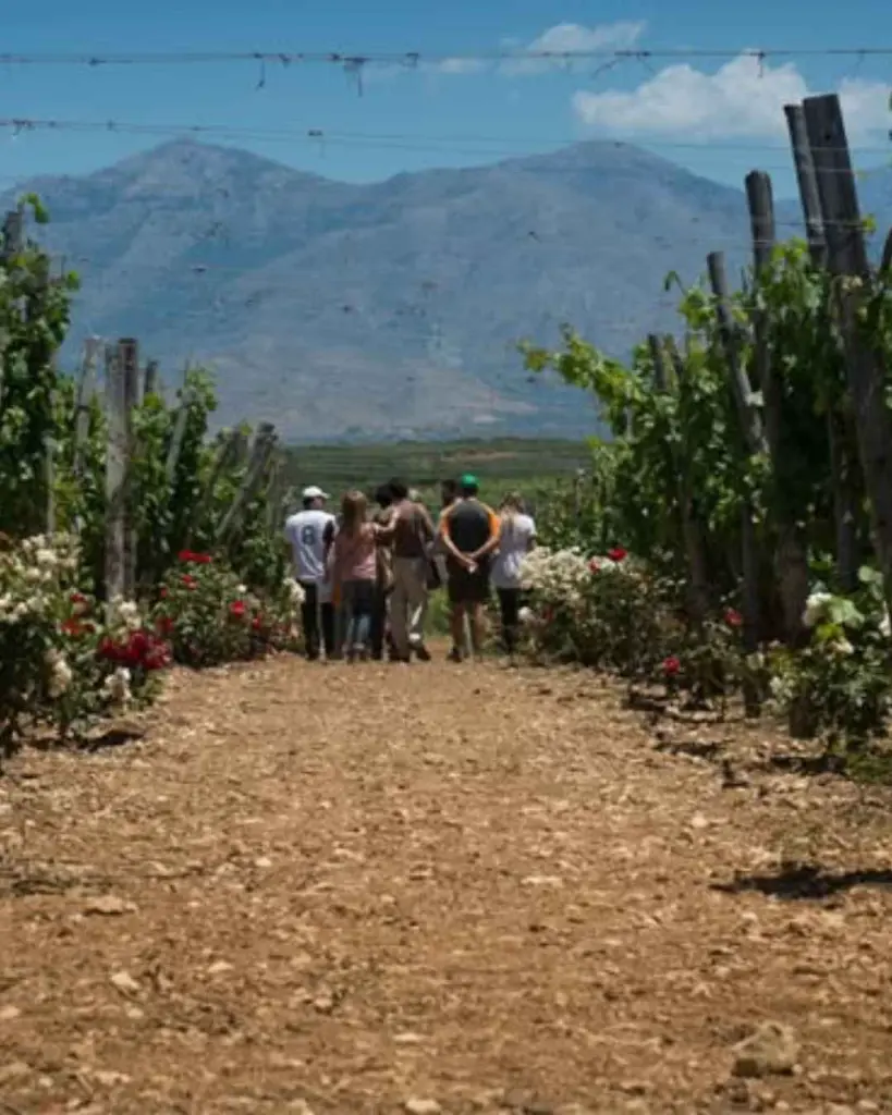 Single Area Wine Tasting Crete Lyrarakis.webp