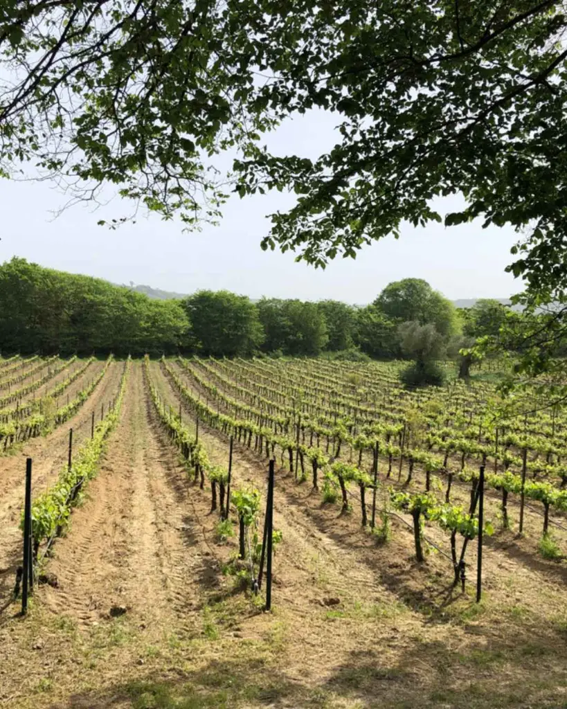 Theotoky Estate vineyards.webp