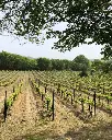 Theotoky Estate vineyards.webp