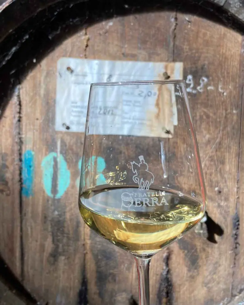 Azienda Vinicola Vernaccia F.Lli Serra, Vernaccia tasting.webp