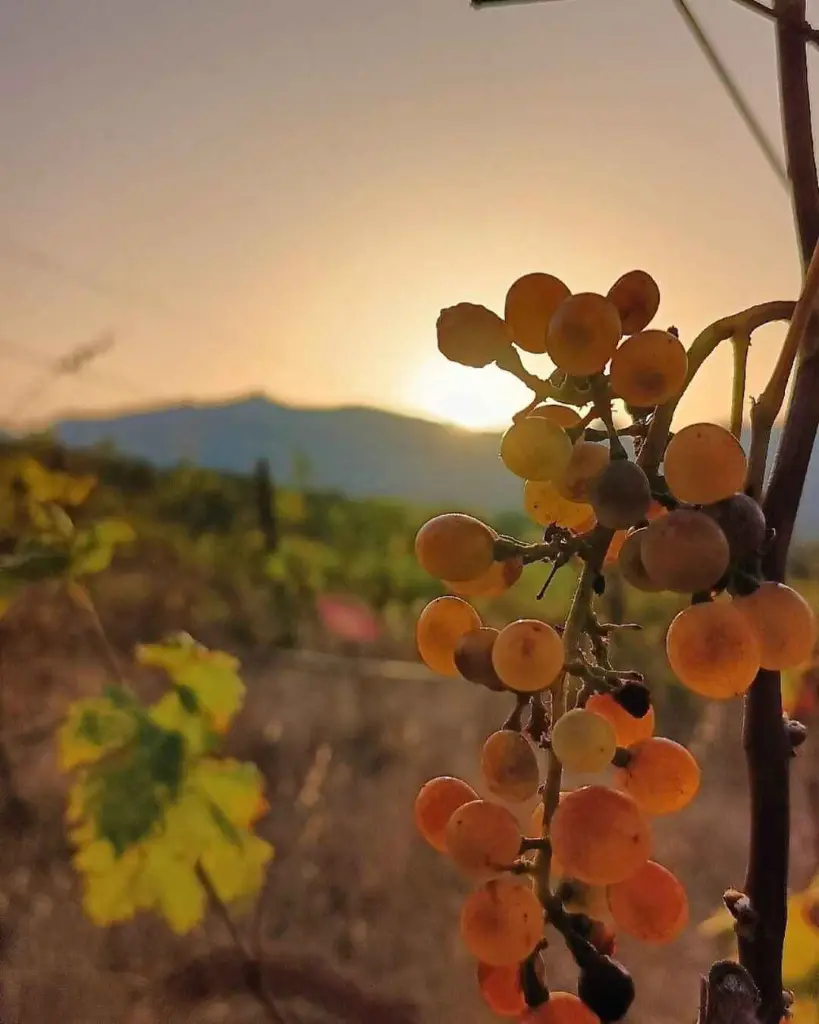 Colline Del Vento, grapes.webp