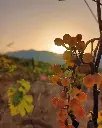 Colline Del Vento, grapes.webp