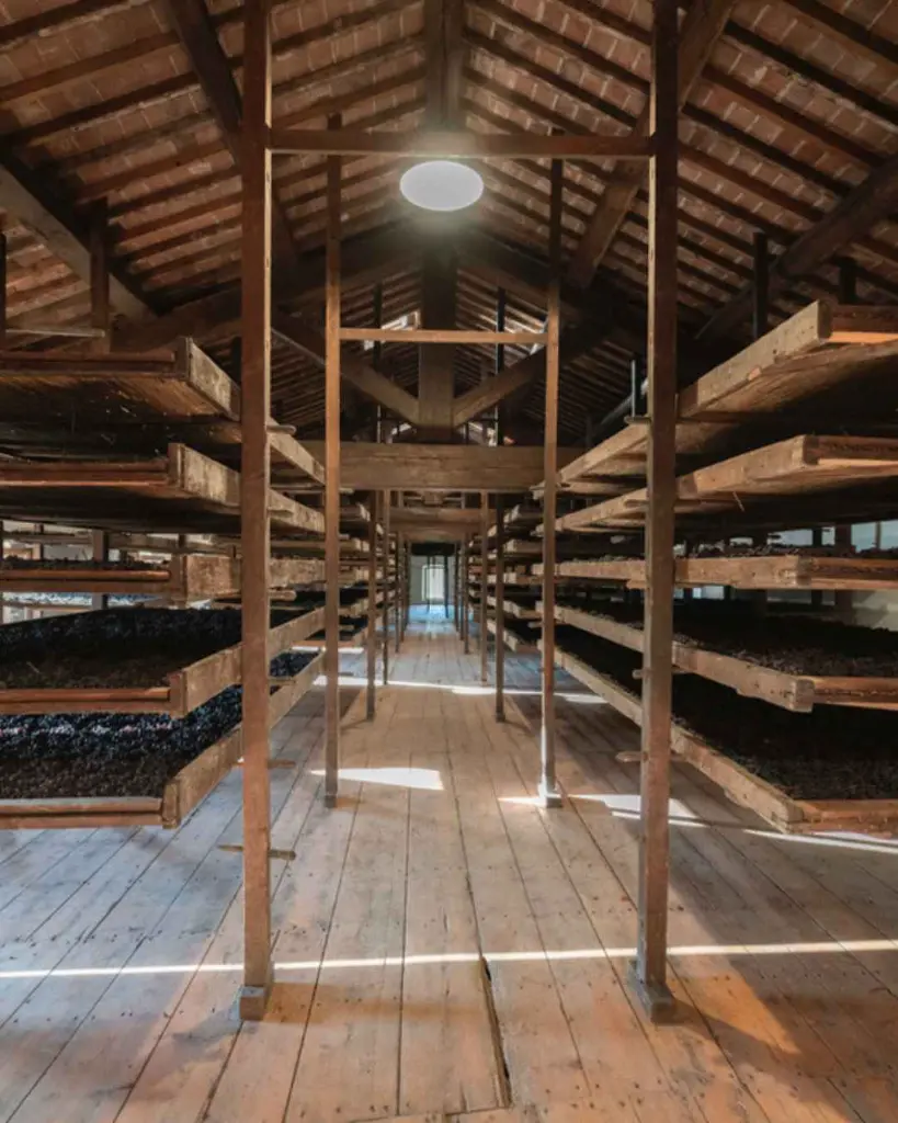 Tenuta Santa Maria di Gaetano Bertani, grape.webp