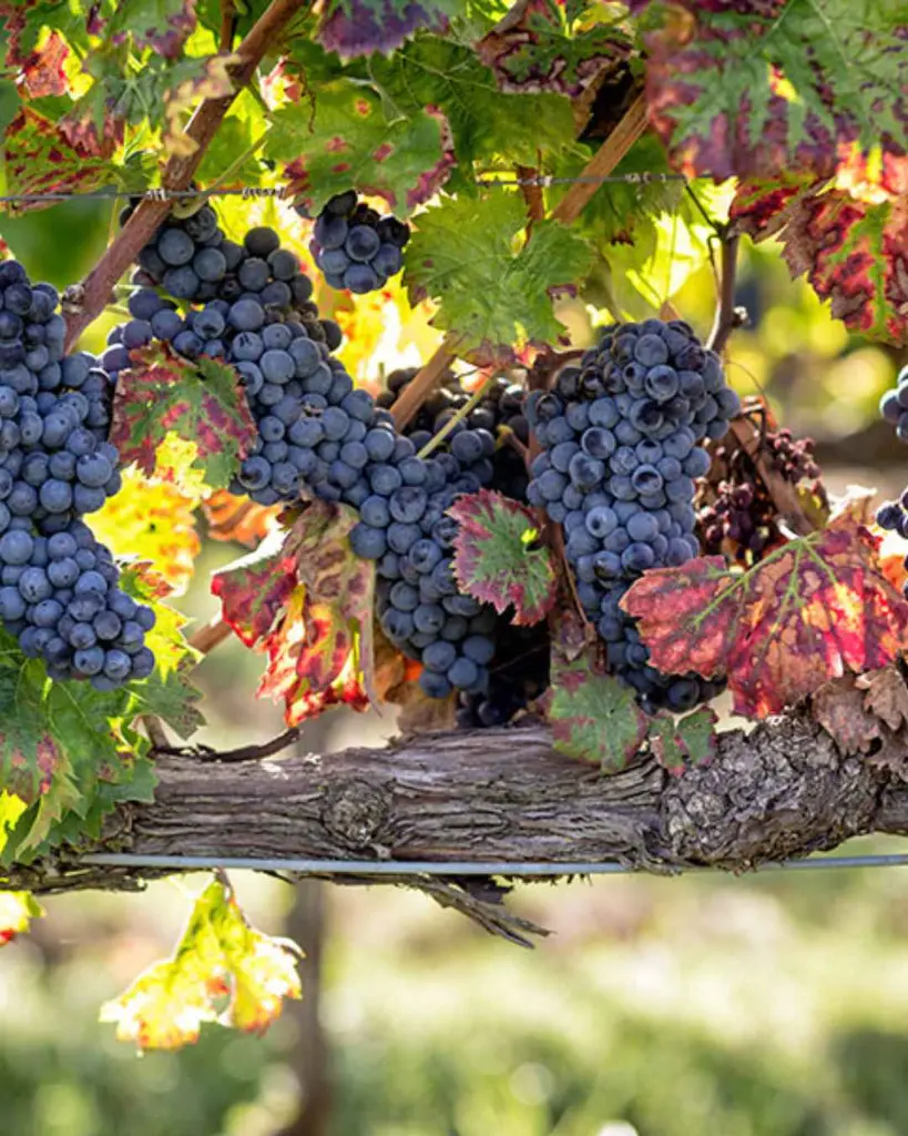Cantina Fratelli Pardi, grapes.webp
