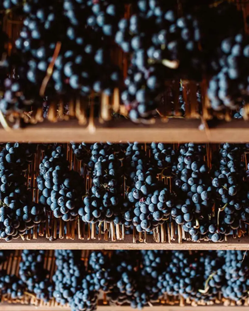 Cantina Fratelli Pardi, red grapes.webp