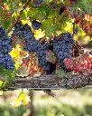 Cantina Fratelli Pardi, grapes.webp