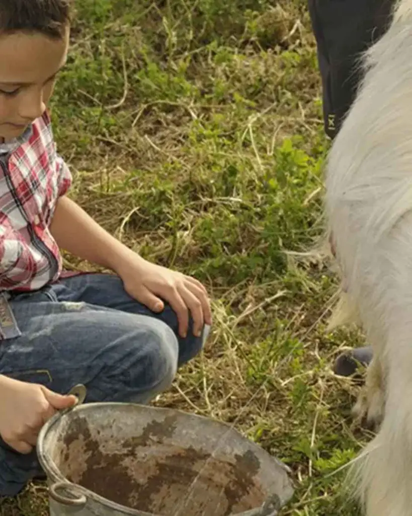 Augustali Winery, goat milking.webp