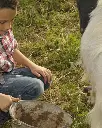 Augustali Winery, goat milking.webp