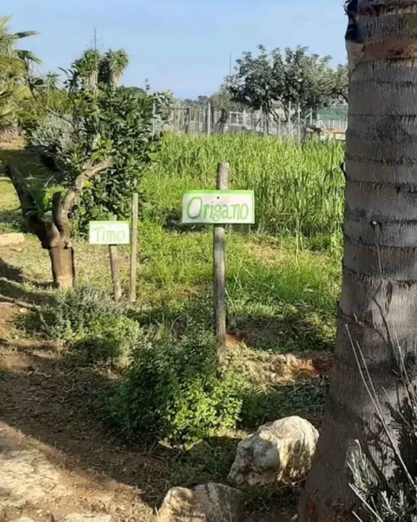 Augustali Winery, aromatic herb garden.webp