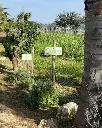 Augustali Winery, aromatic herb garden.webp