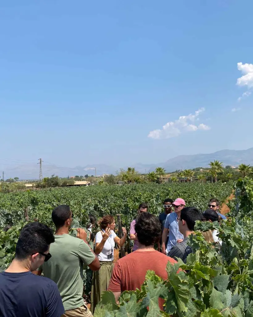 Augustali Winery, vineyard tour.webp