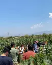 Augustali Winery, vineyard tour.webp