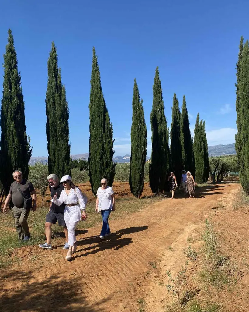 Augustali Winery, olive grows.webp