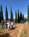 Augustali Winery, olive grows.webp