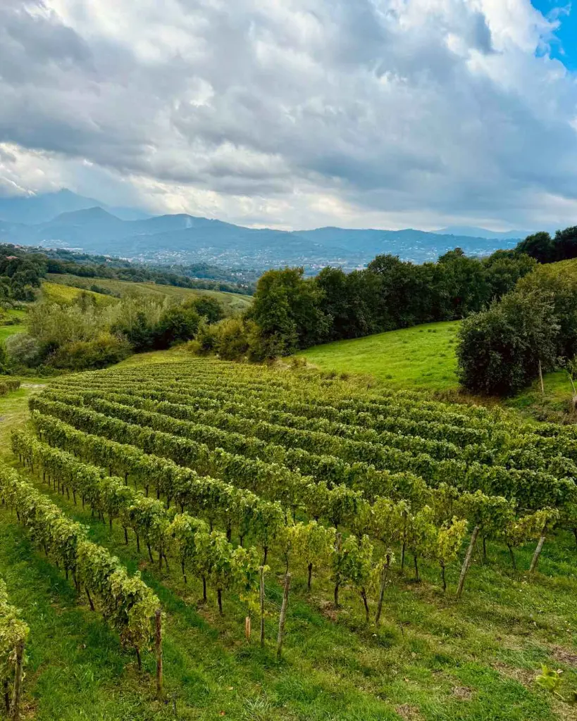 Feudi di San Gregorio Campania vineyards visit.webp