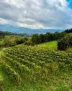 Feudi di San Gregorio Campania vineyards visit.webp