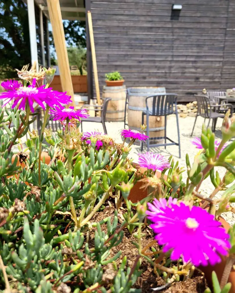 VioVillas Arezzo, outdoor wine tasting.webp