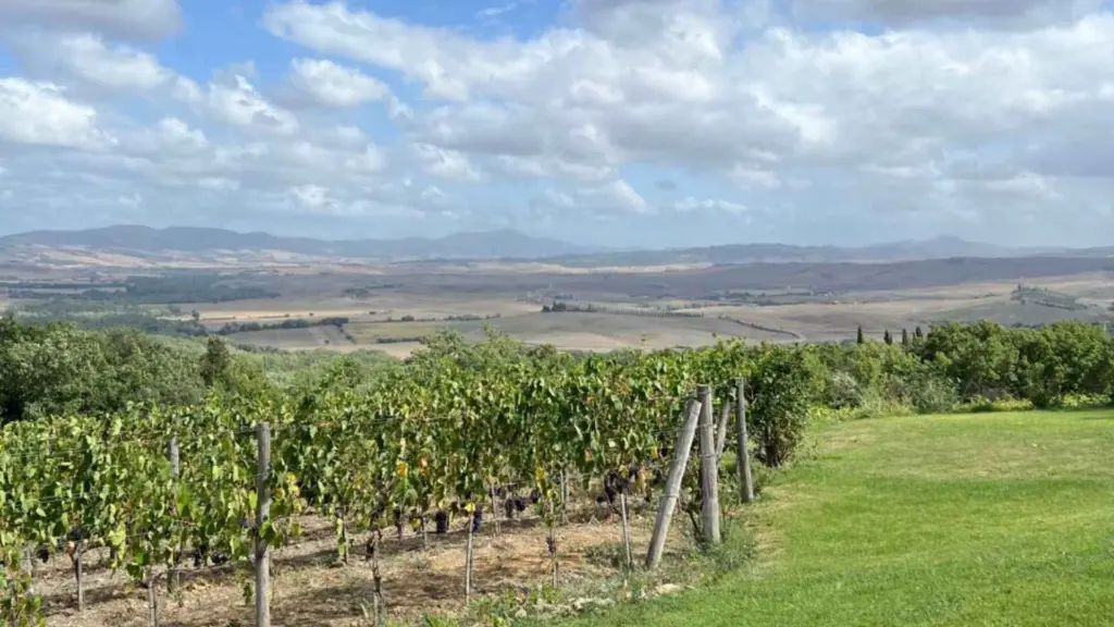 Brunello di Montalcino Wine Tour vineyards.webp