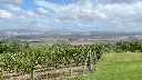 Brunello di Montalcino Wine Tour vineyards.webp