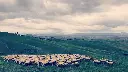 Tuscany lanscapes hiking with locals.webp