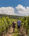 spring-vineyards-tour.webp