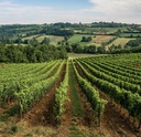 Vinski turizam - Wine break at winery Aleksandrovic Villa Meterize