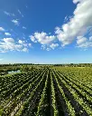 flat-rock-vineyards-canada-niagara.webp