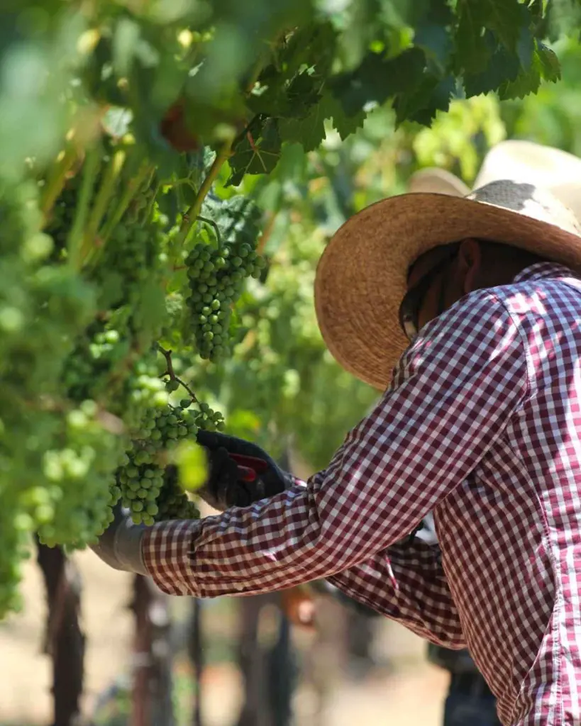 round-pond-napa-vineyard-grapes-napa-vino-olio.webp