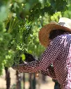 round-pond-napa-vineyard-grapes-napa-vino-olio.webp