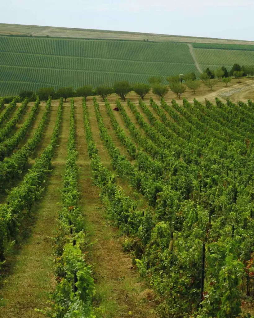 Crama Oprisor, vineyards.webp