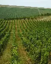 Crama Oprisor, vineyards.webp