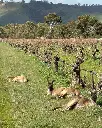 turkey-flat-vineyards-kangaroo-australia.webp