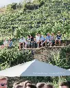 domane-wachau-tou-estate-wachau-winery.webp