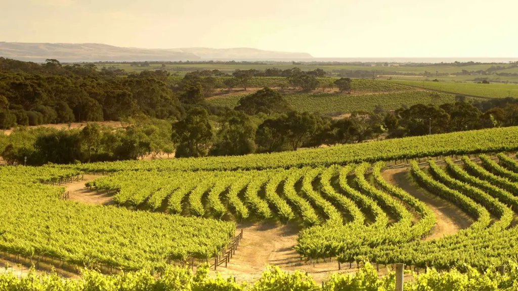 barossa vineyards.webp