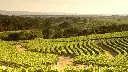 barossa vineyards.webp