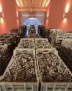 la-dama-winery-grape-harvest.webp