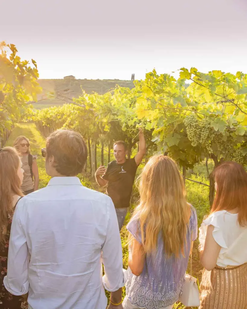 la-dama-winery-vineyard-tour.webp