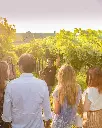 la-dama-winery-vineyard-tour.webp